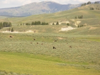 Herd of Bison